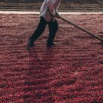 Kaffeplantage i Uganda 2024