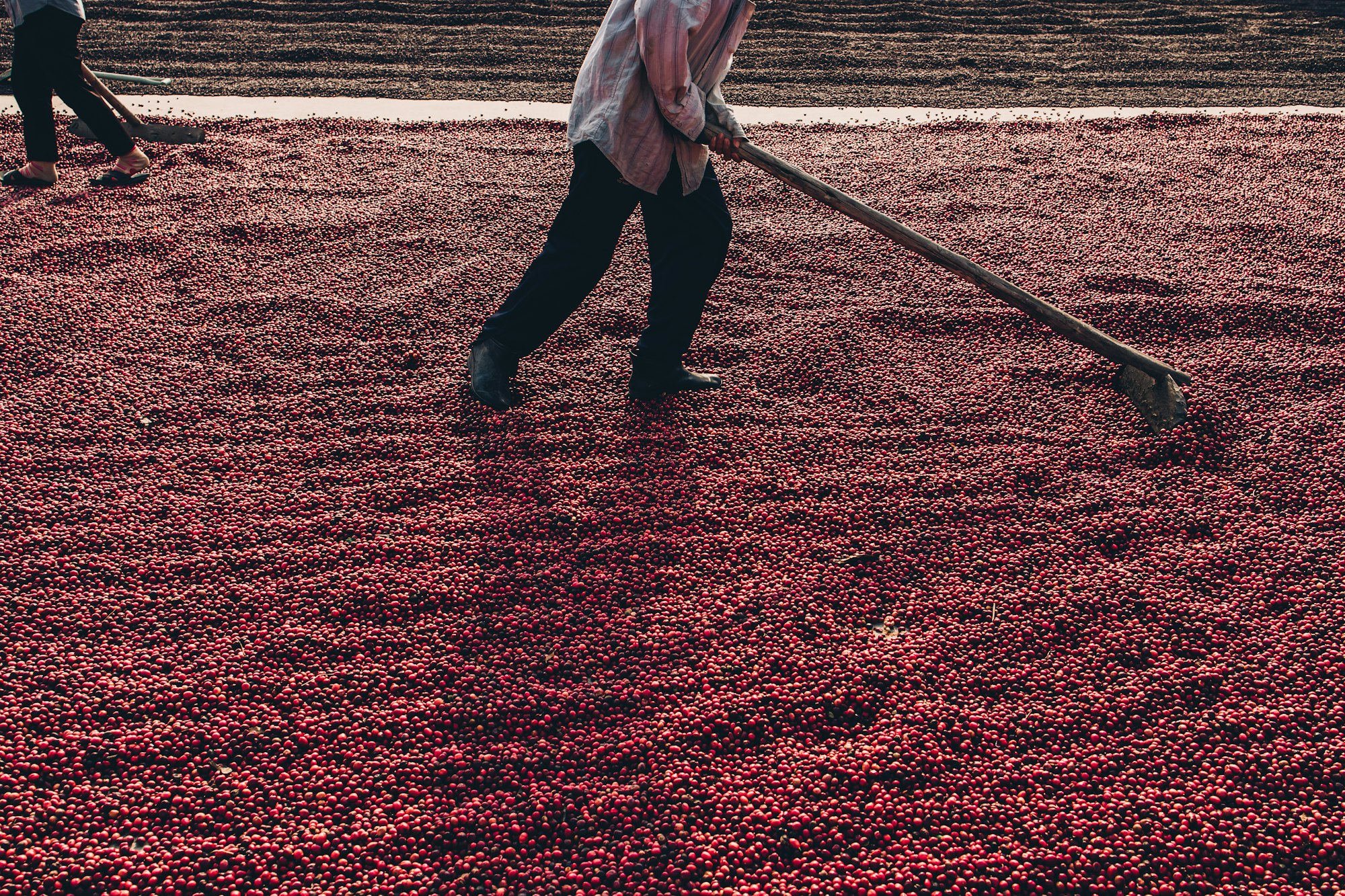 Kaffeplantage i Uganda 2024