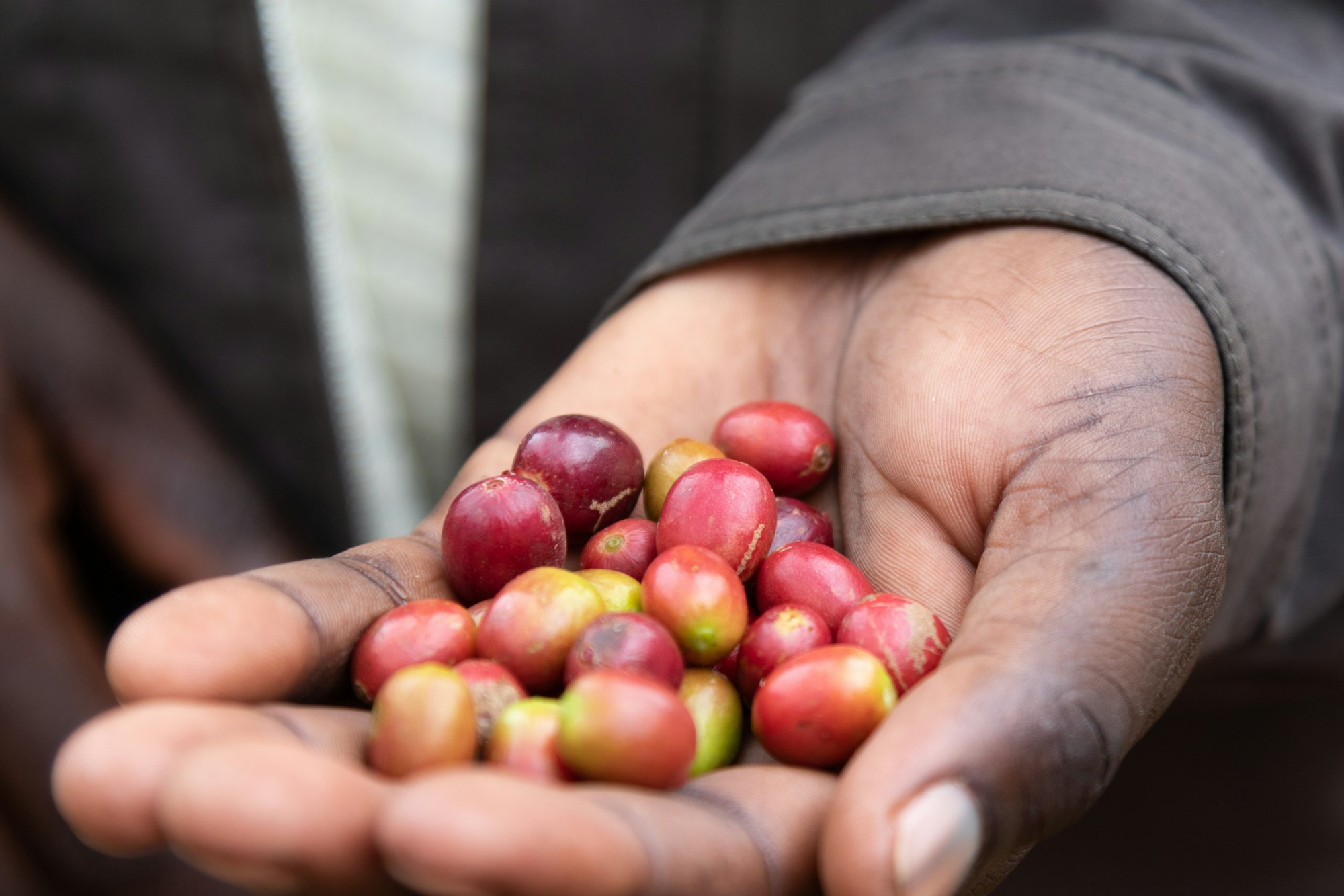 Ripe red coffee cherries are shown i